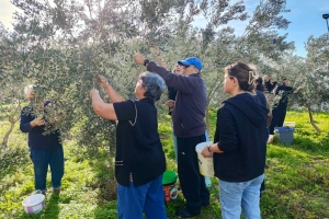 Olive Harvest Event