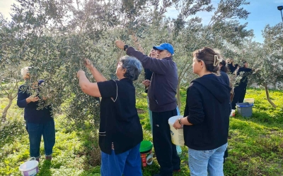 Zeytin Toplama Etkinliği