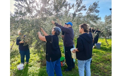 Zeytin Toplama Etkinliği