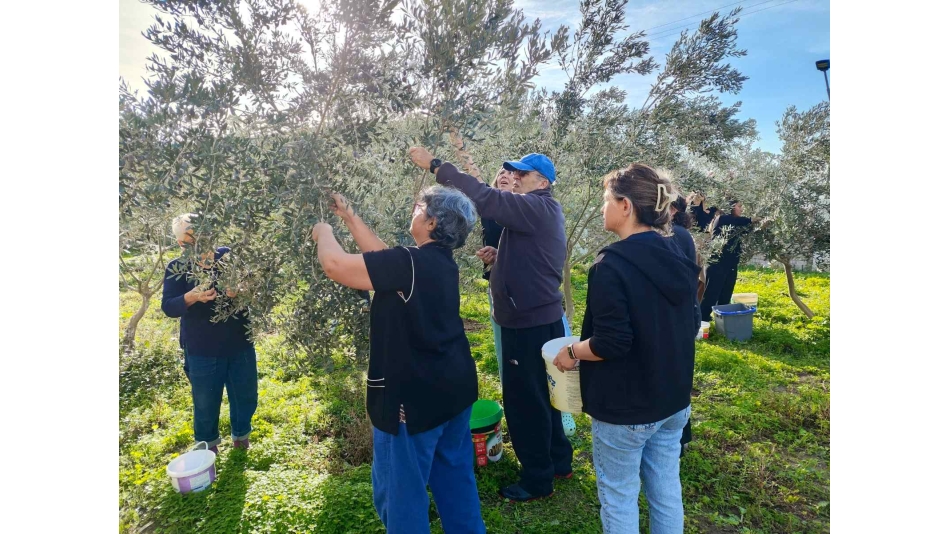 Zeytin Toplama Etkinliği